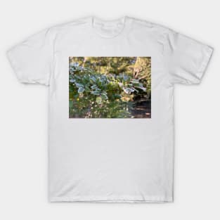 Frosty beech T-Shirt